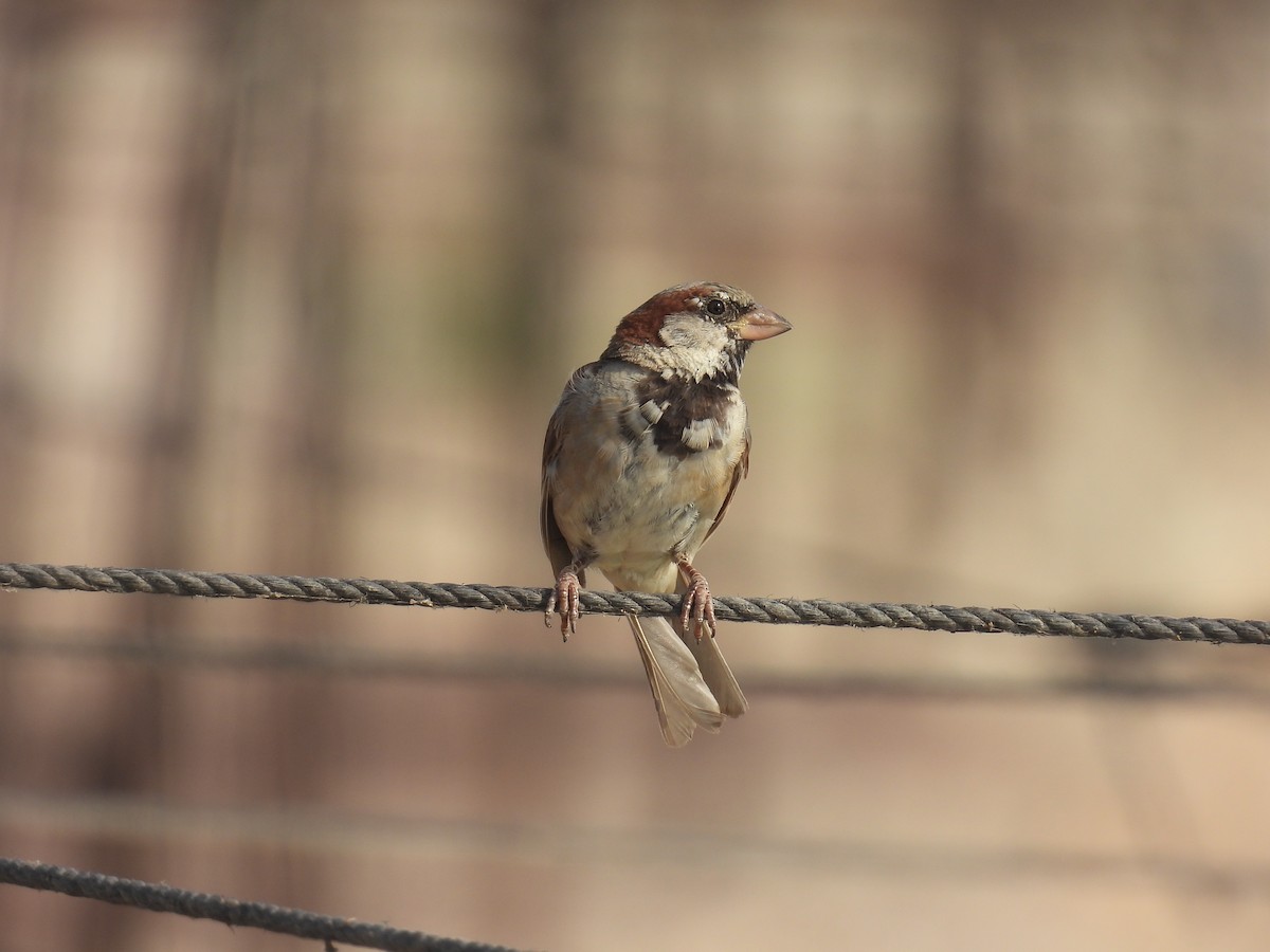 House Sparrow - ML640329085