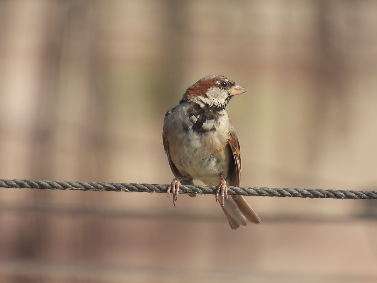 House Sparrow - ML640329086