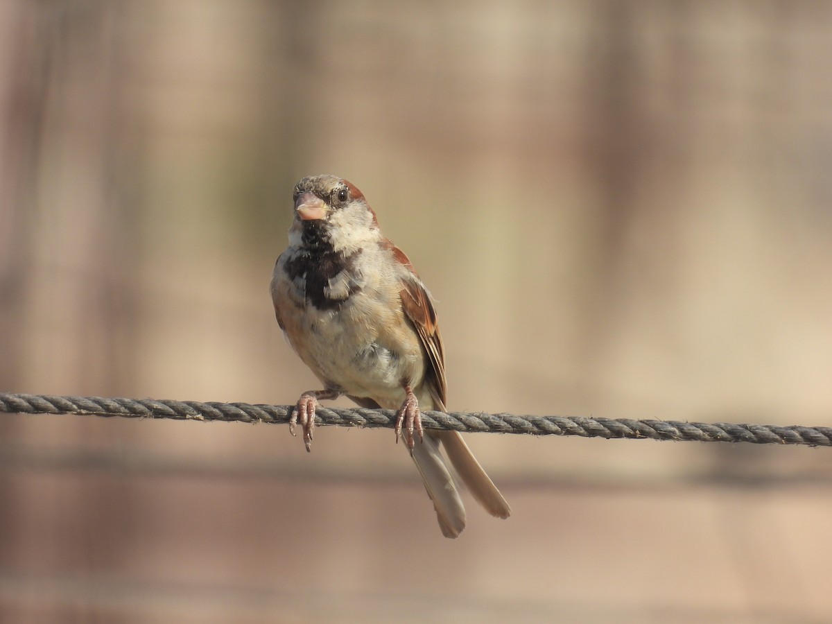 House Sparrow - ML640329088