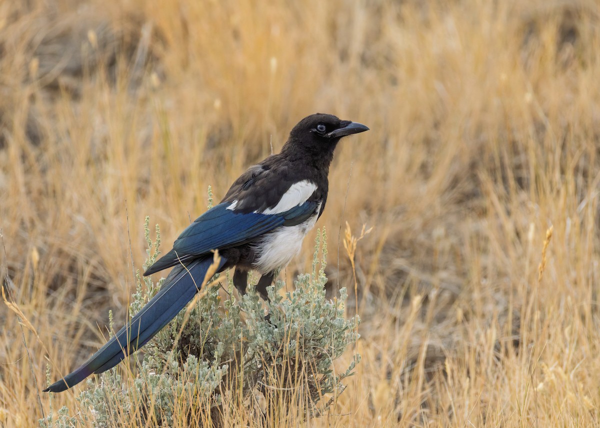 Black-billed Magpie - ML640329236