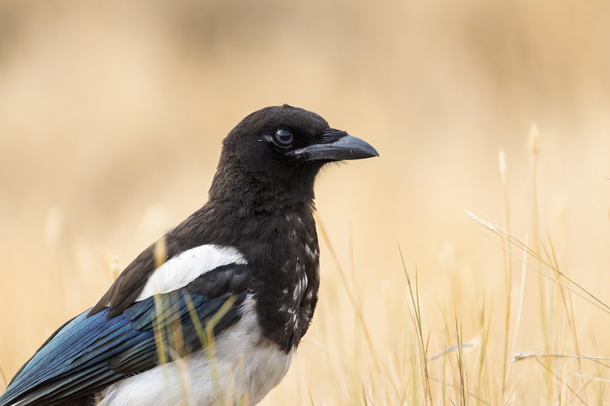 Black-billed Magpie - ML640329238