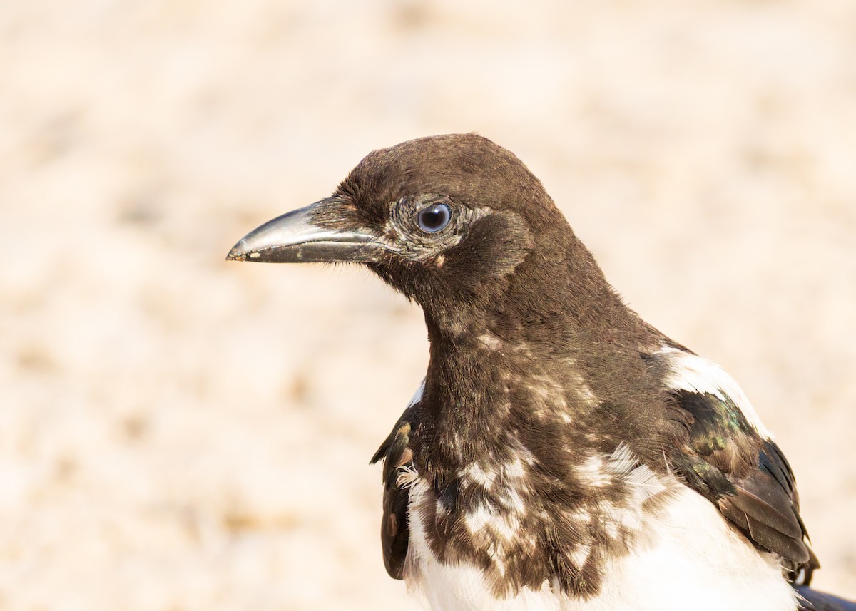 Black-billed Magpie - ML640329245