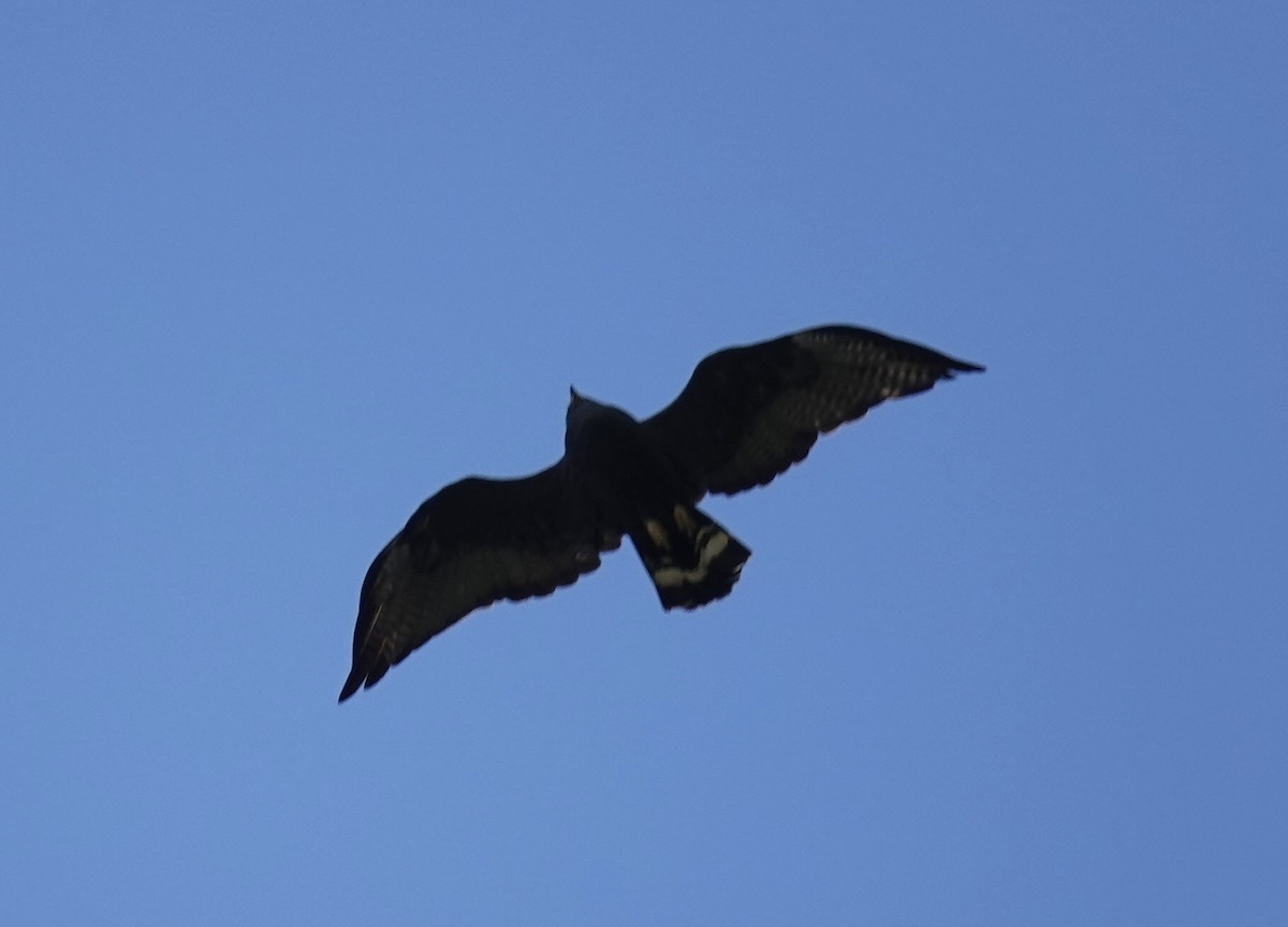 Zone-tailed Hawk - ML640329340
