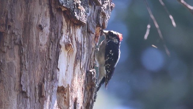 Downy Woodpecker - ML640329428