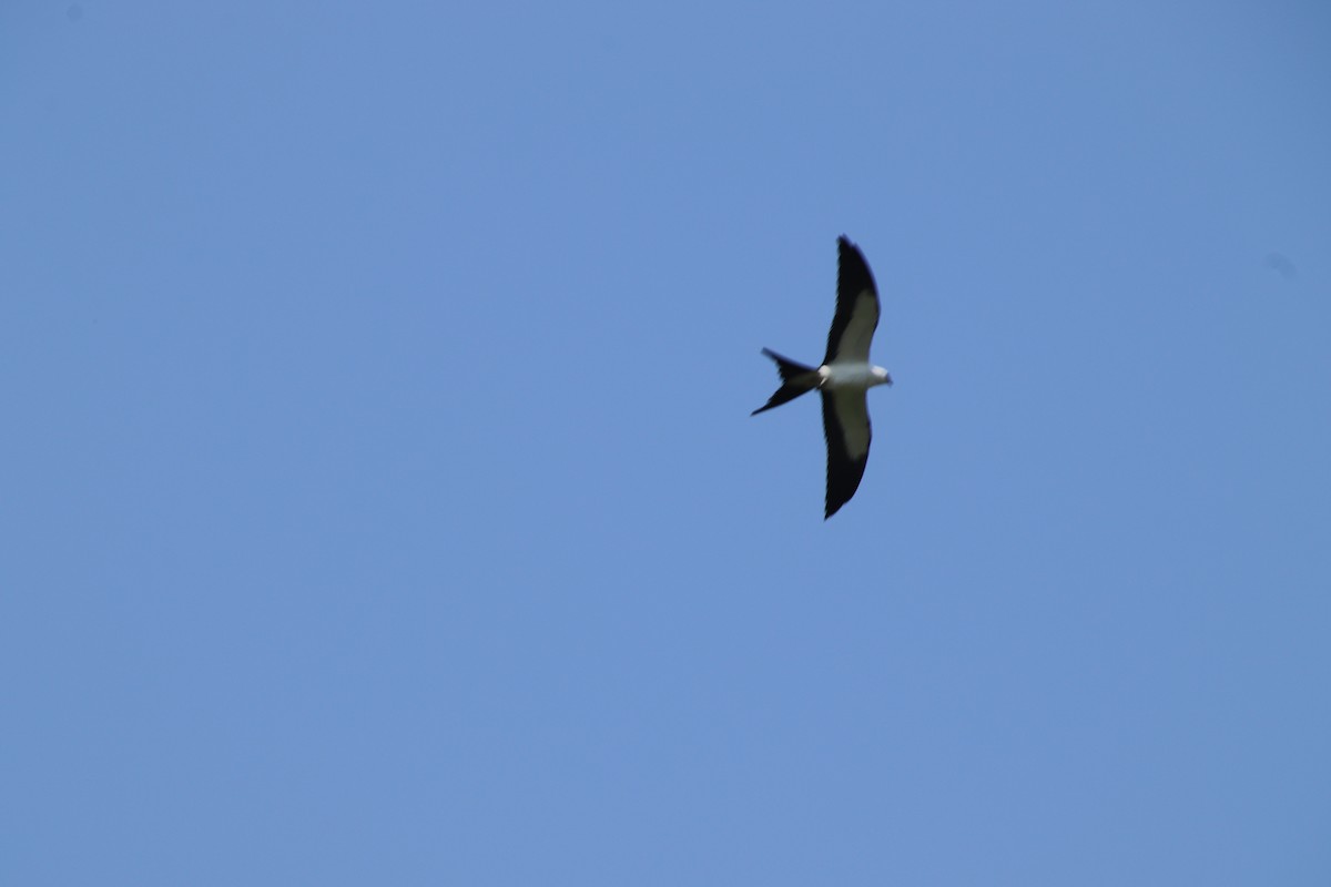 Swallow-tailed Kite - ML640329429