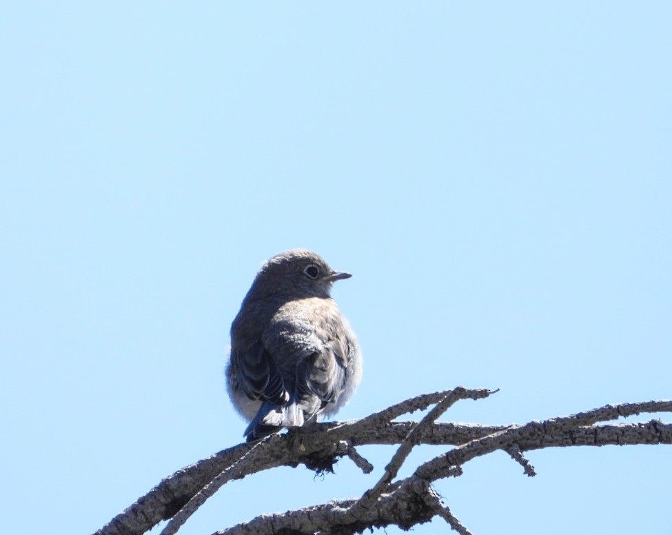 Mountain Bluebird - ML640329444