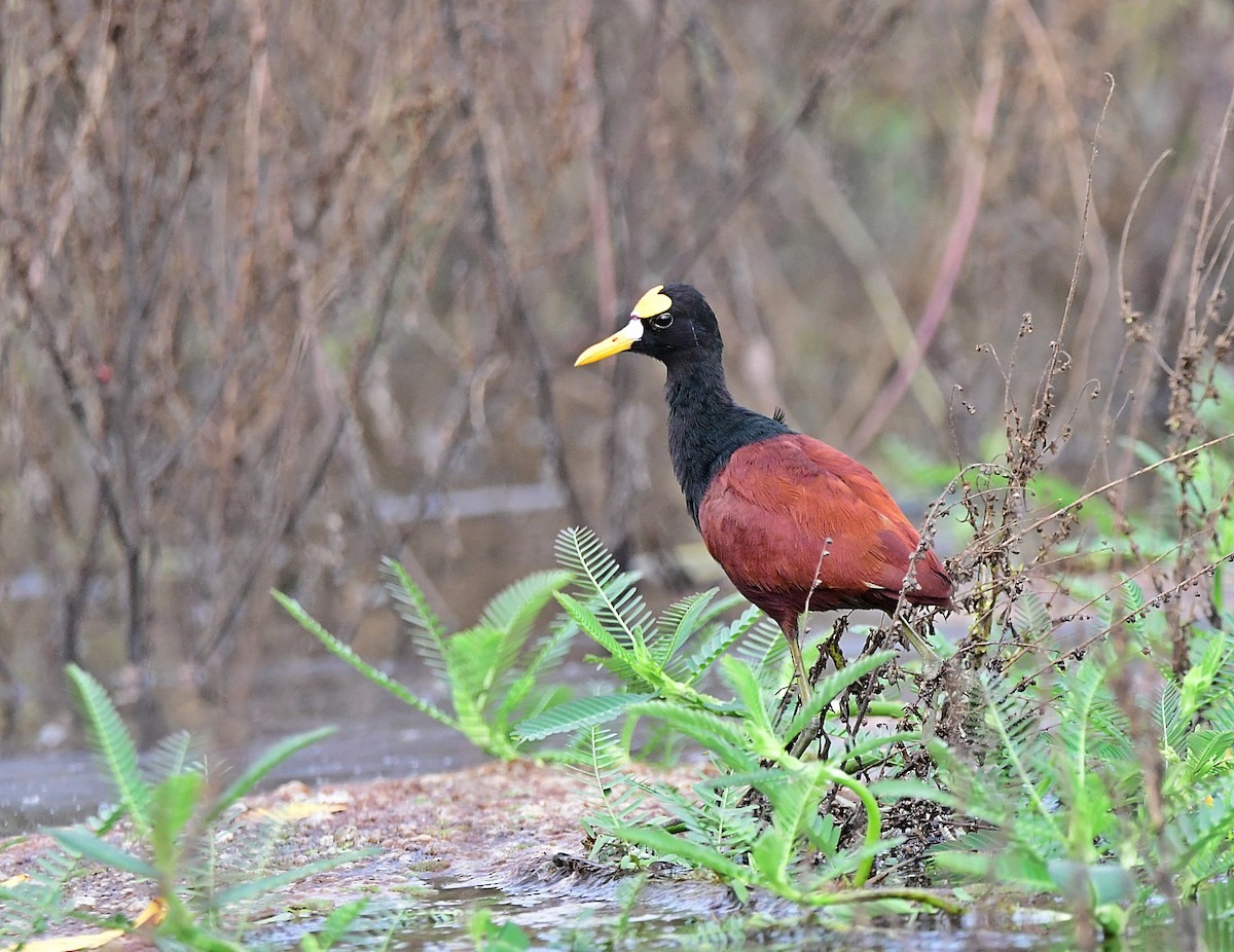Northern Jacana - ML640329447