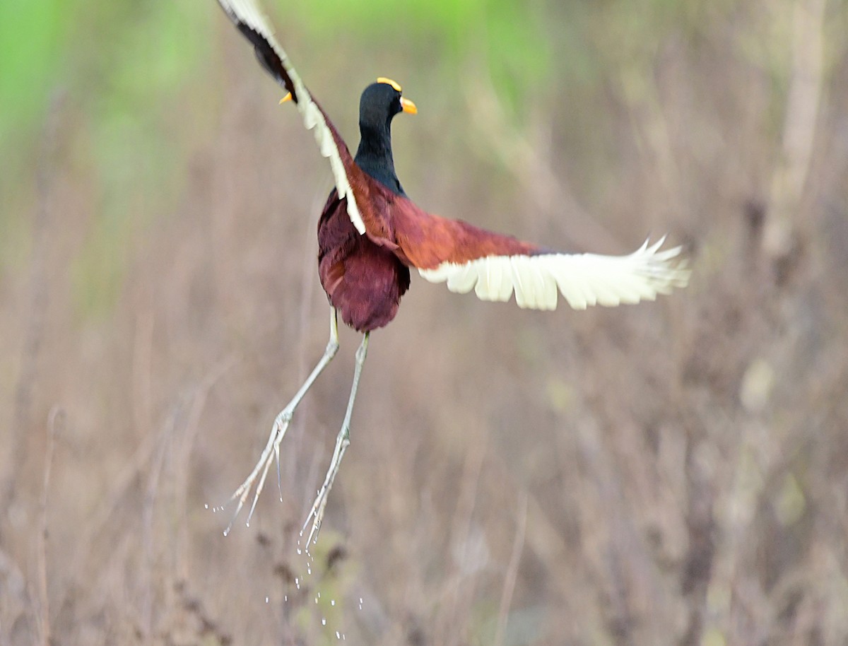 Northern Jacana - ML640329452