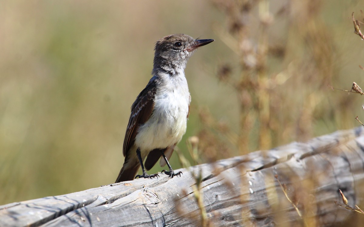 Ash-throated Flycatcher - ML640329453