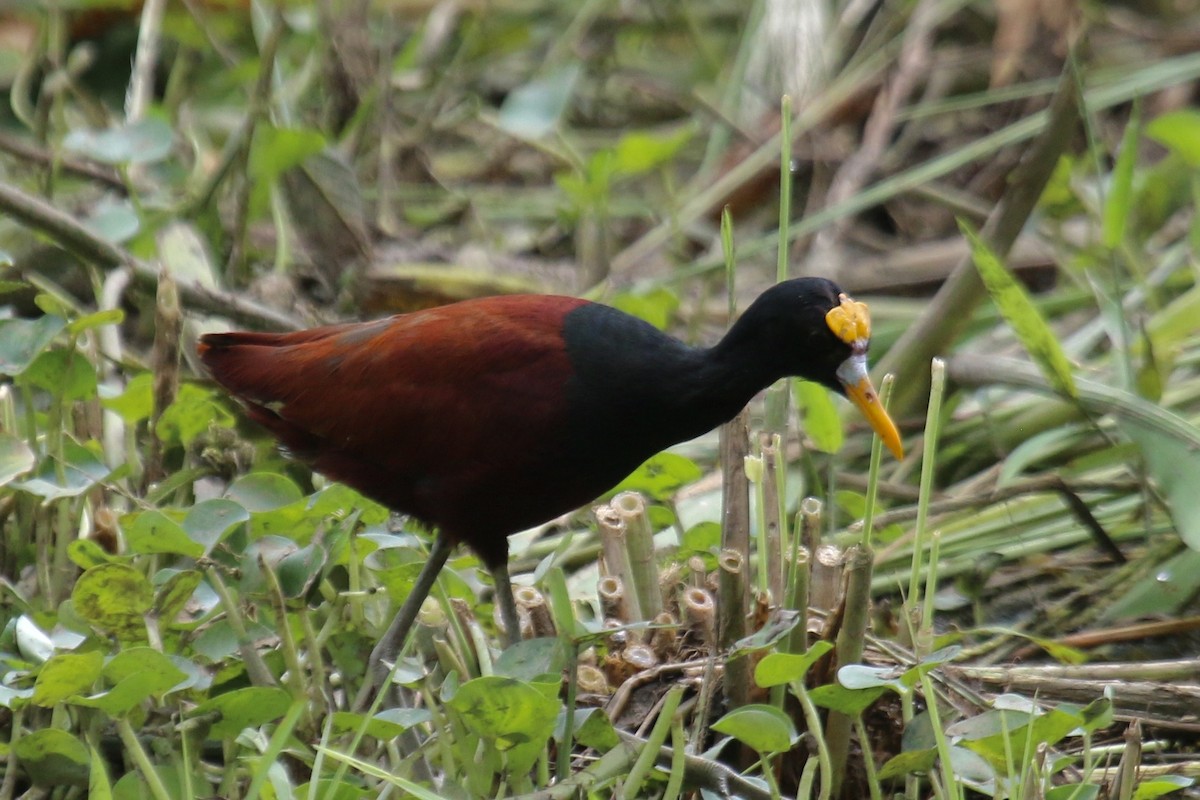Northern Jacana - ML640329454