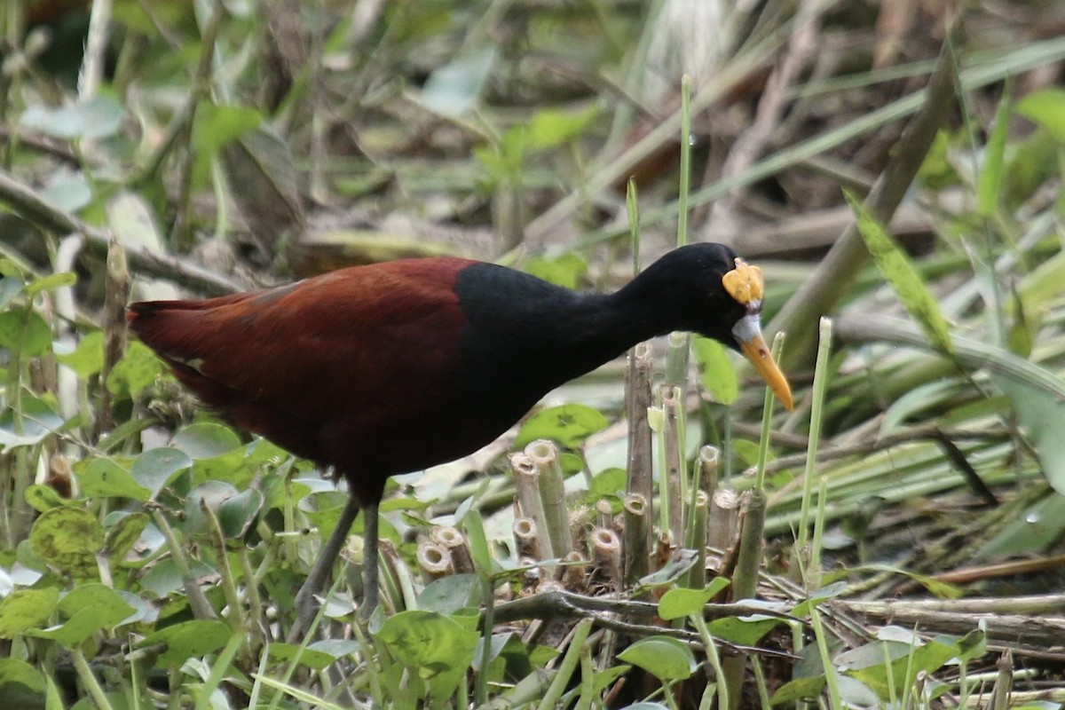 Northern Jacana - ML640329455