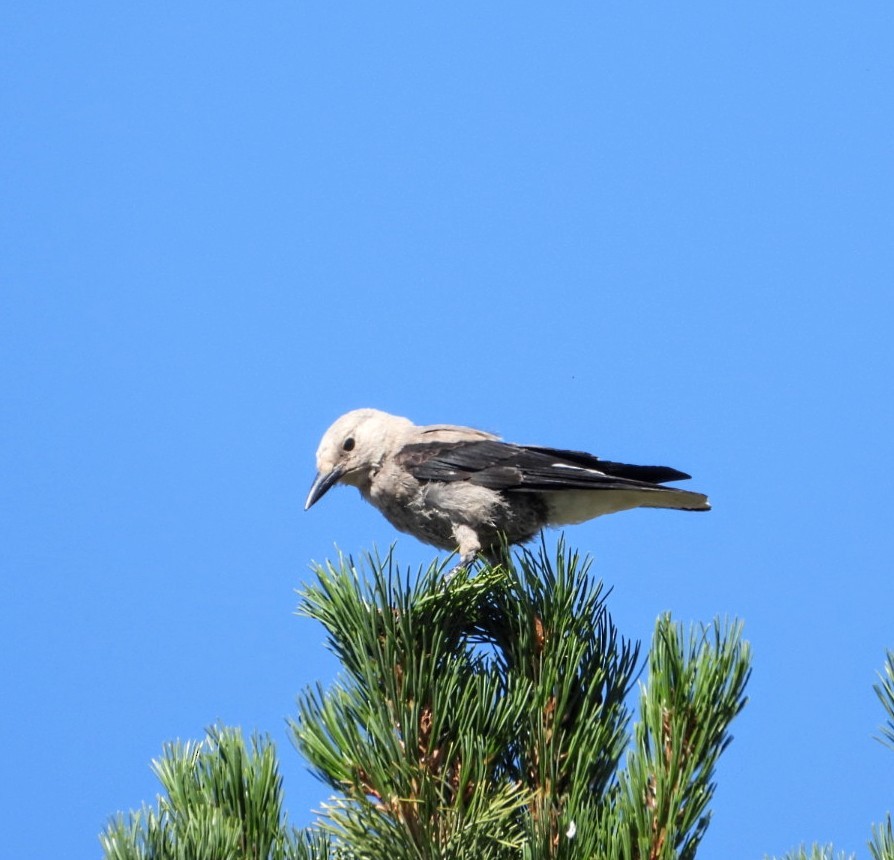 Clark's Nutcracker - ML640329461