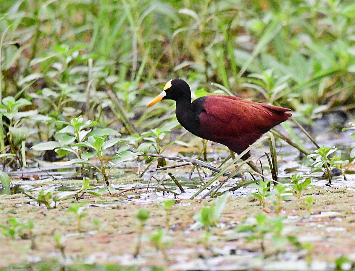 Northern Jacana - ML640329462