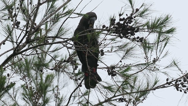 Glossy Black-Cockatoo - ML640329472