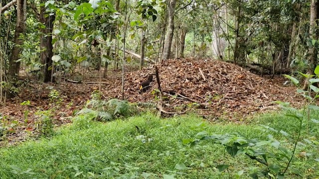 Australian Brushturkey - ML640329481