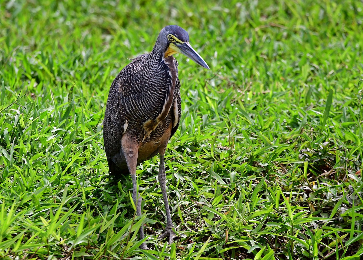 Bare-throated Tiger-Heron - ML640329490