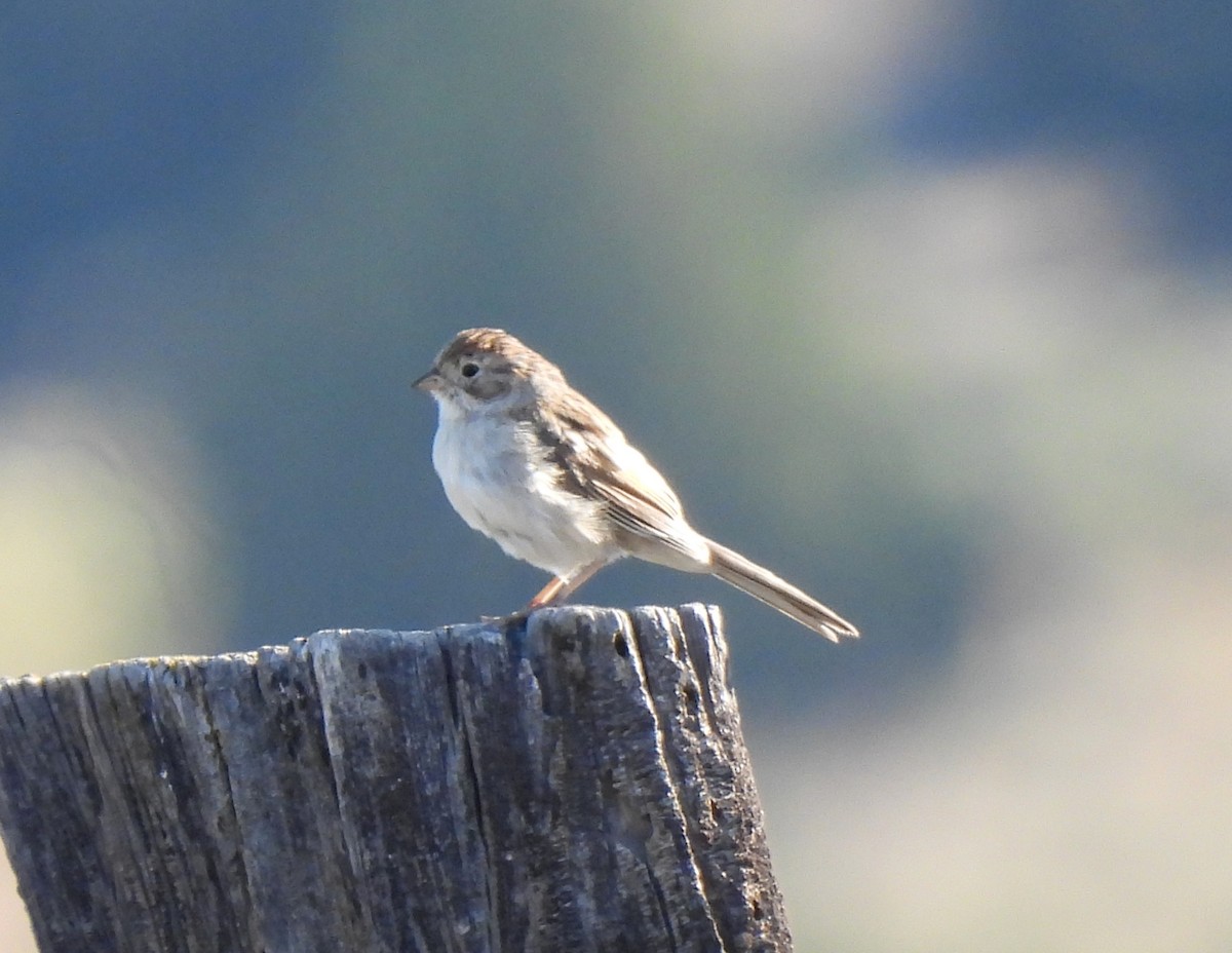 Brewer's Sparrow - ML640329519
