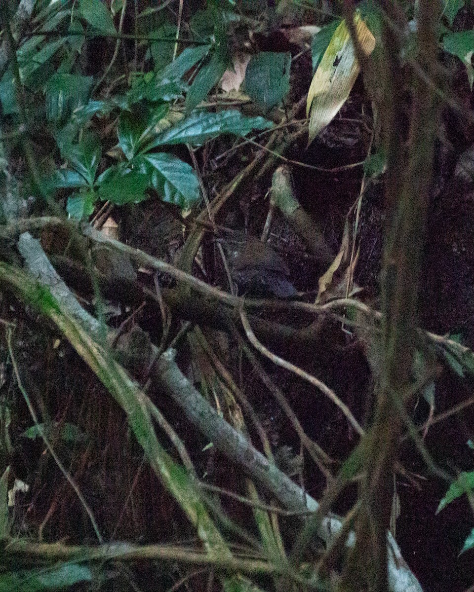 Sharp-tailed Streamcreeper - ML640329526