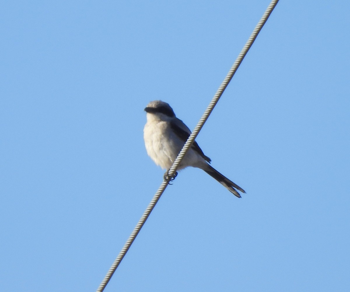 Loggerhead Shrike - ML640329529