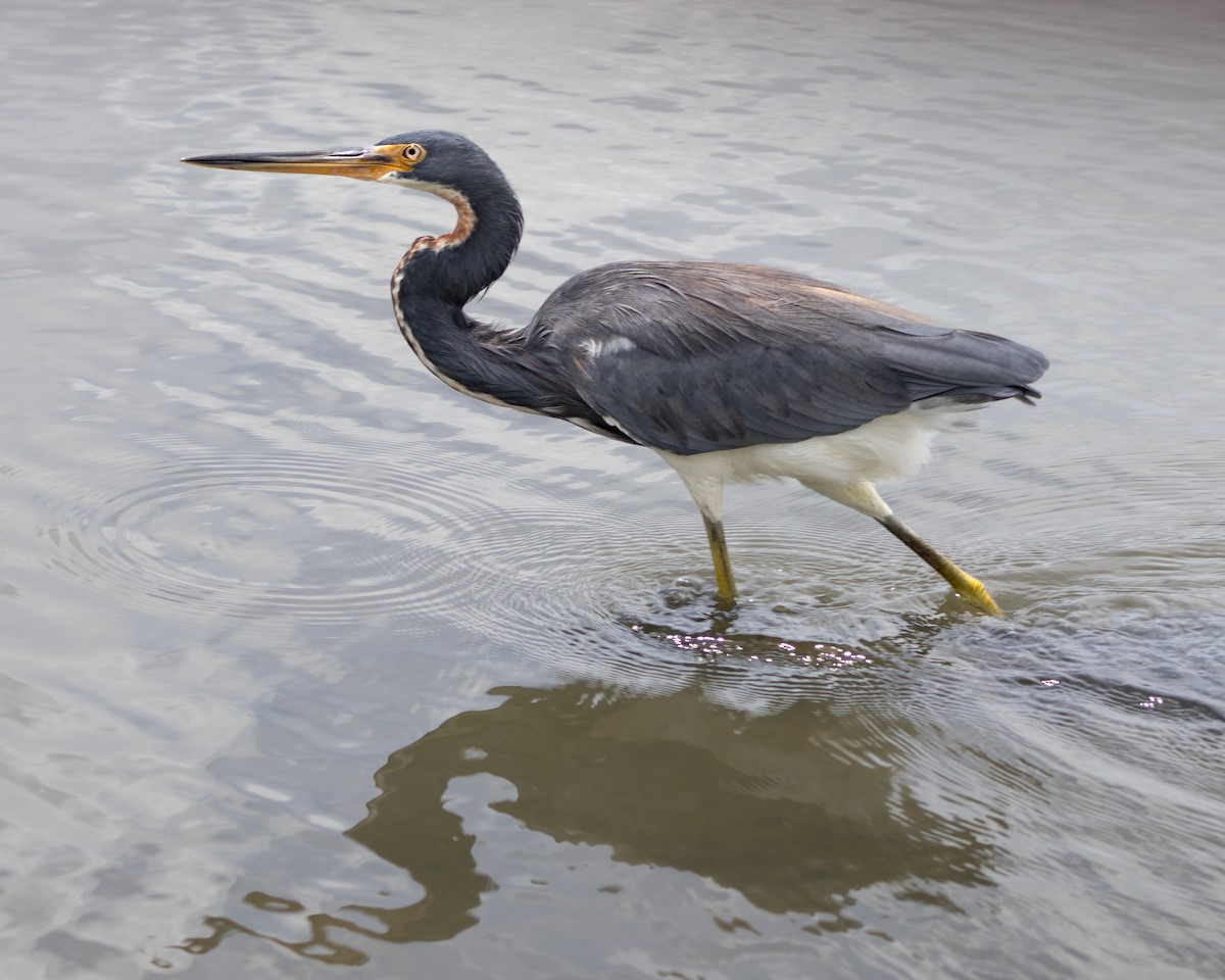 Tricolored Heron - ML640329549