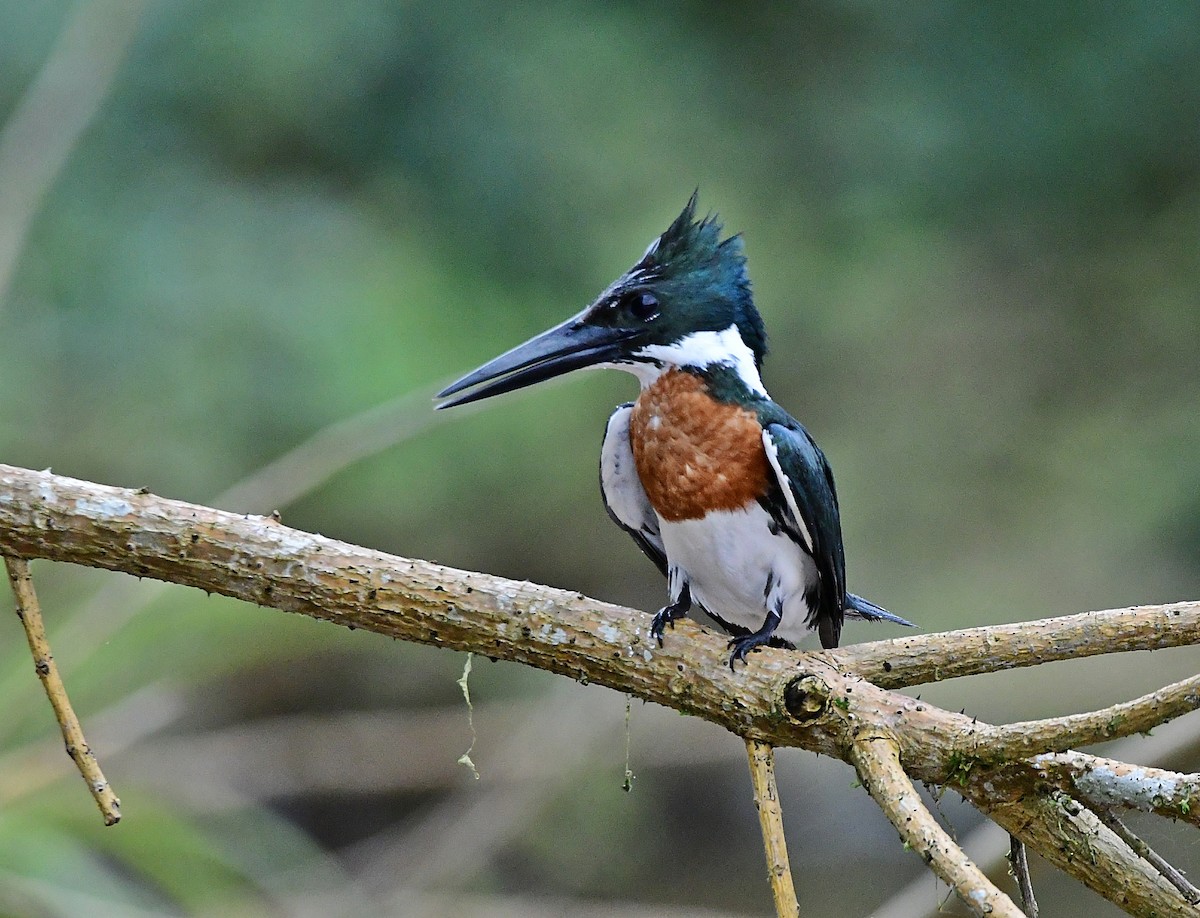Amazon Kingfisher - ML640329553