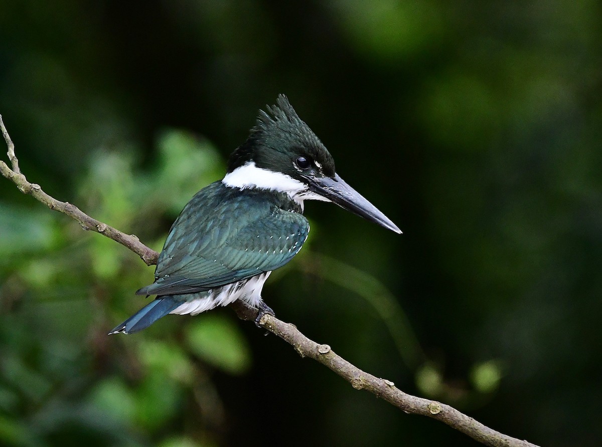 Amazon Kingfisher - ML640329561