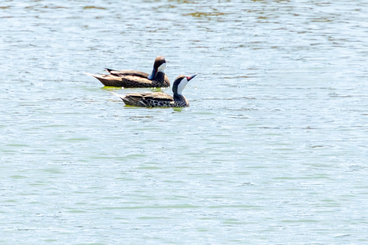 White-cheeked Pintail - ML640329564