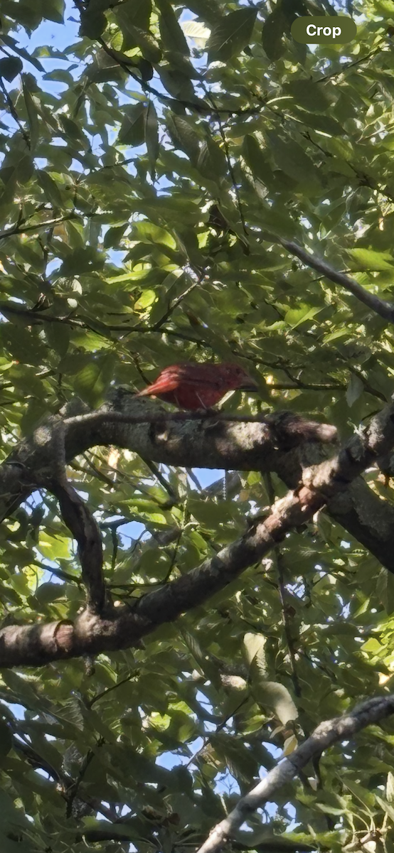 Summer Tanager - ML640329568