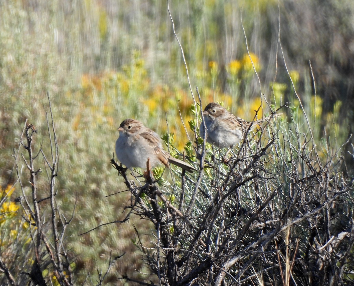 Brewer's Sparrow - ML640329597