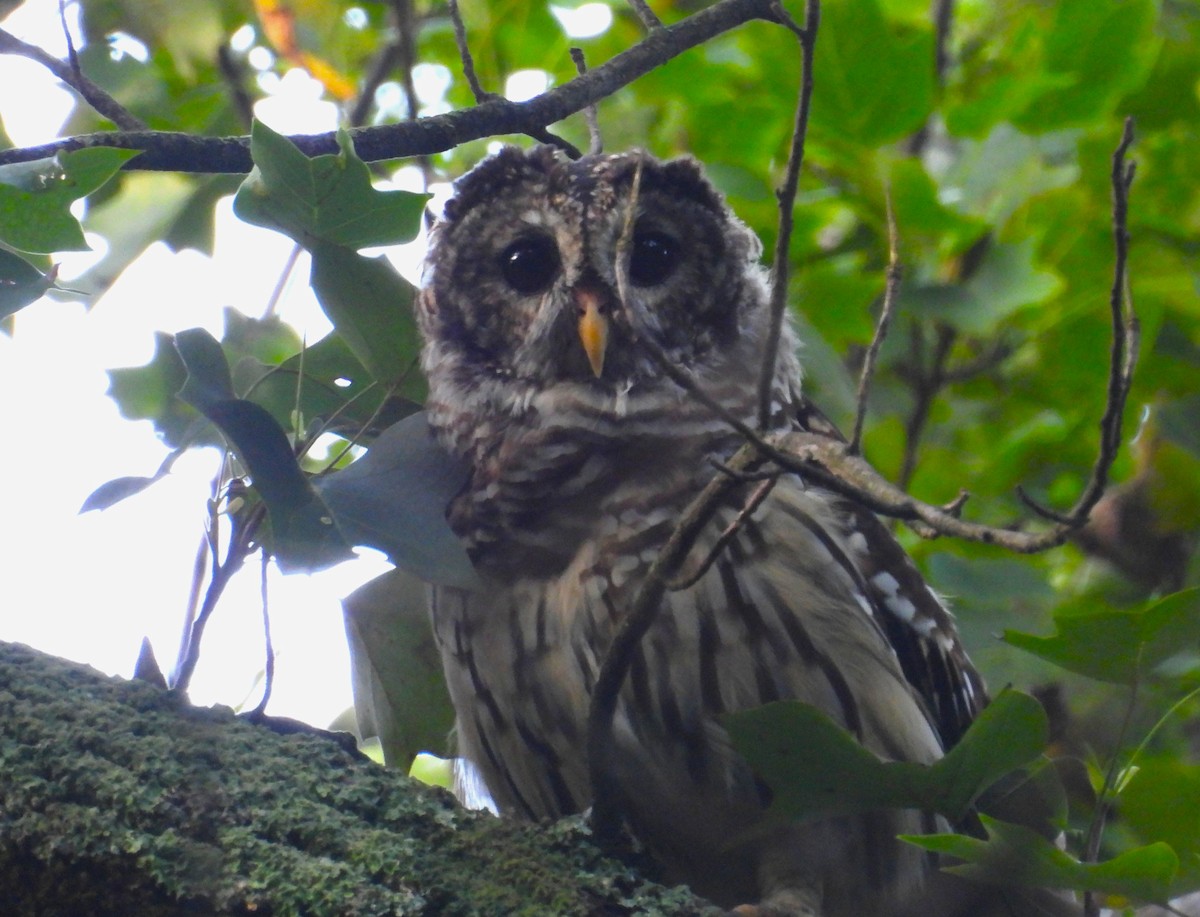 Barred Owl - ML640329666