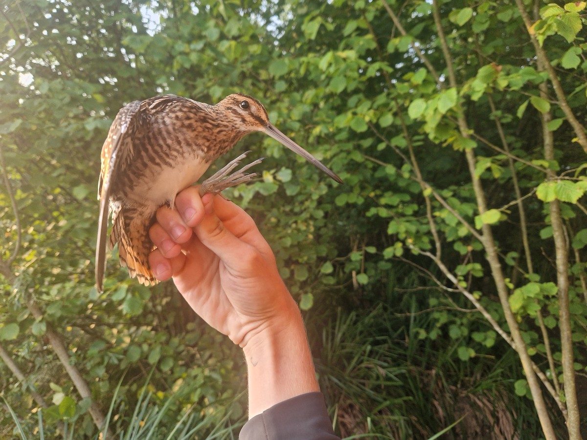 Common Snipe - ML640329682