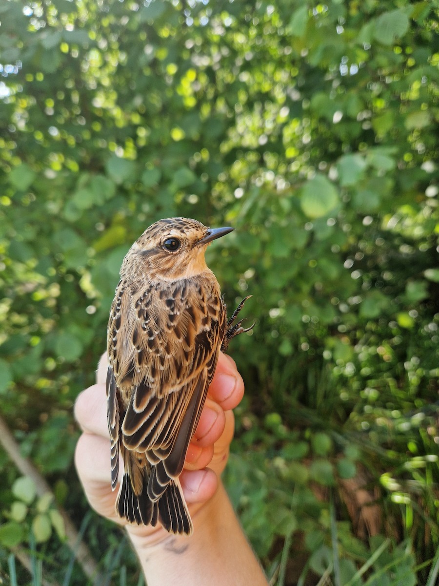 Whinchat - ML640329698