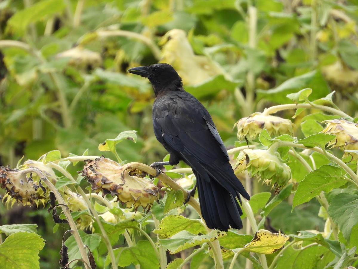 American Crow - ML640329711