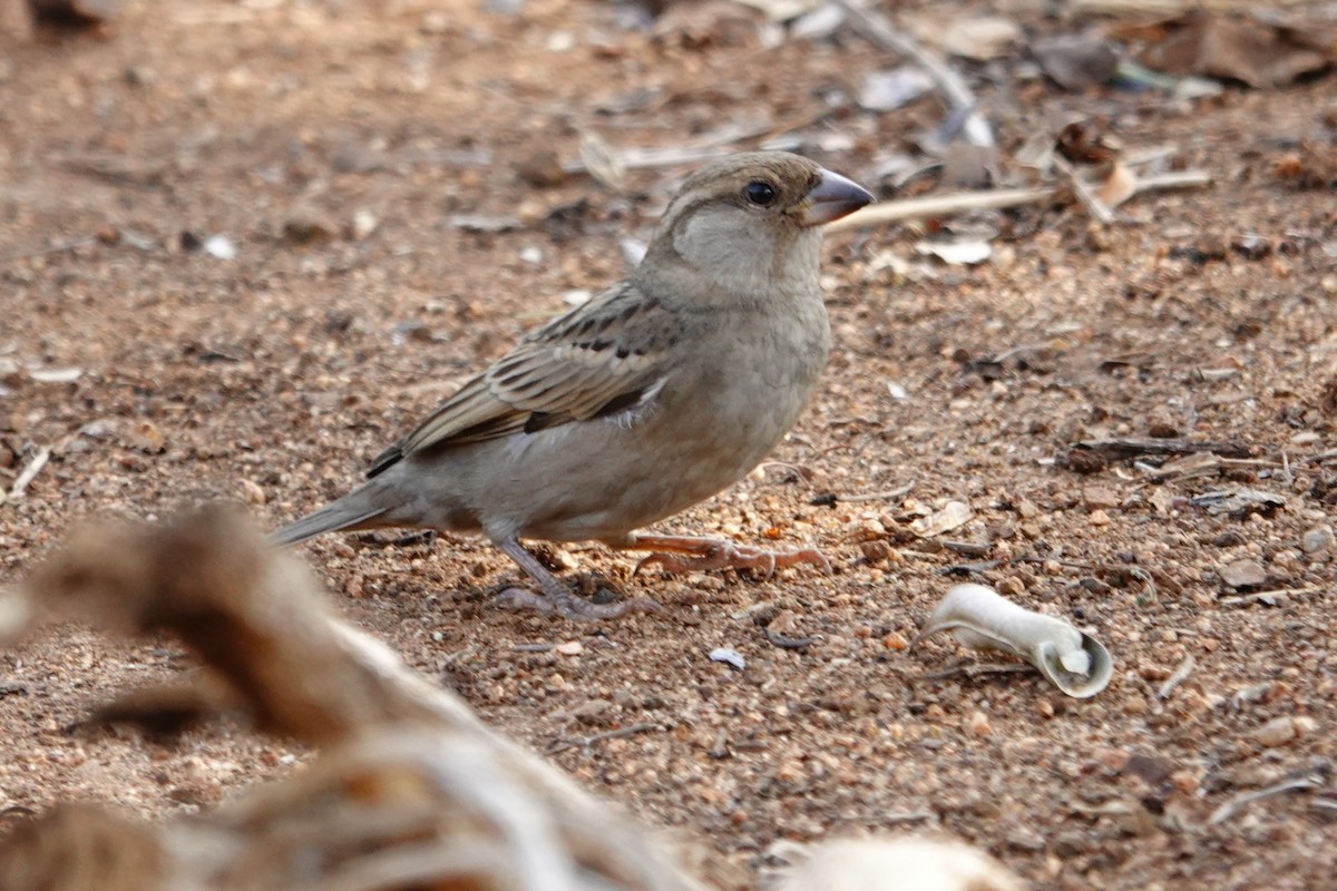 House Sparrow - ML640329713