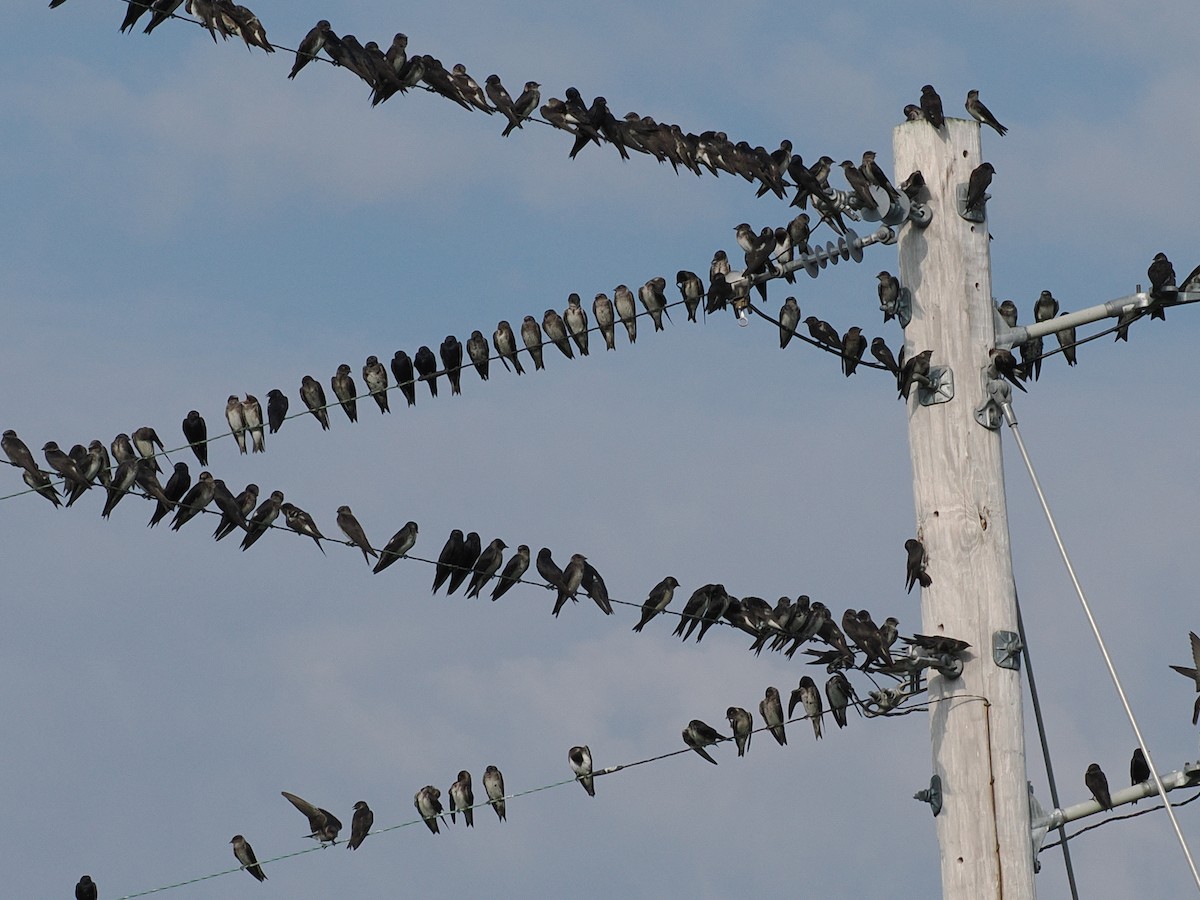 Purple Martin - ML640329718