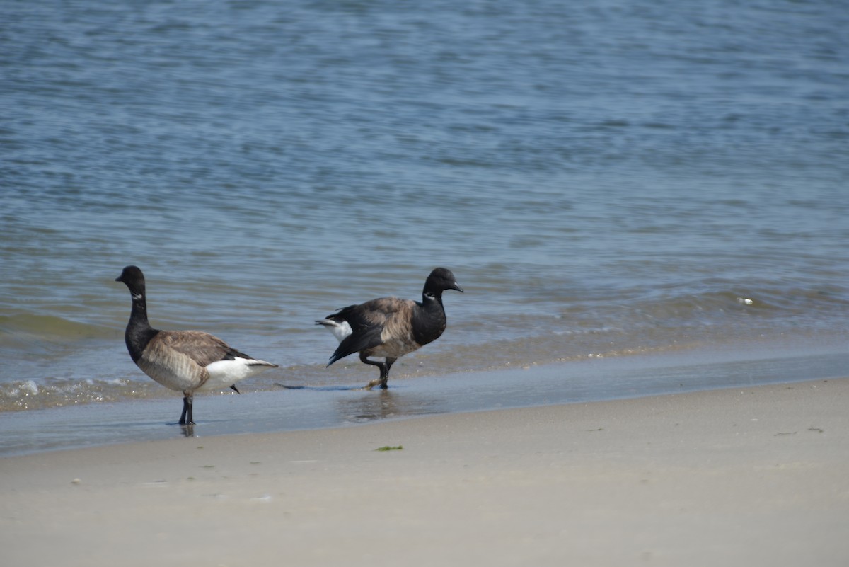 Brant - ML640329729