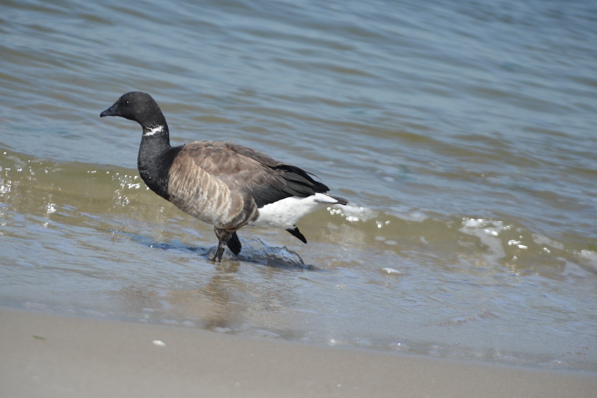 Brant - ML640329734