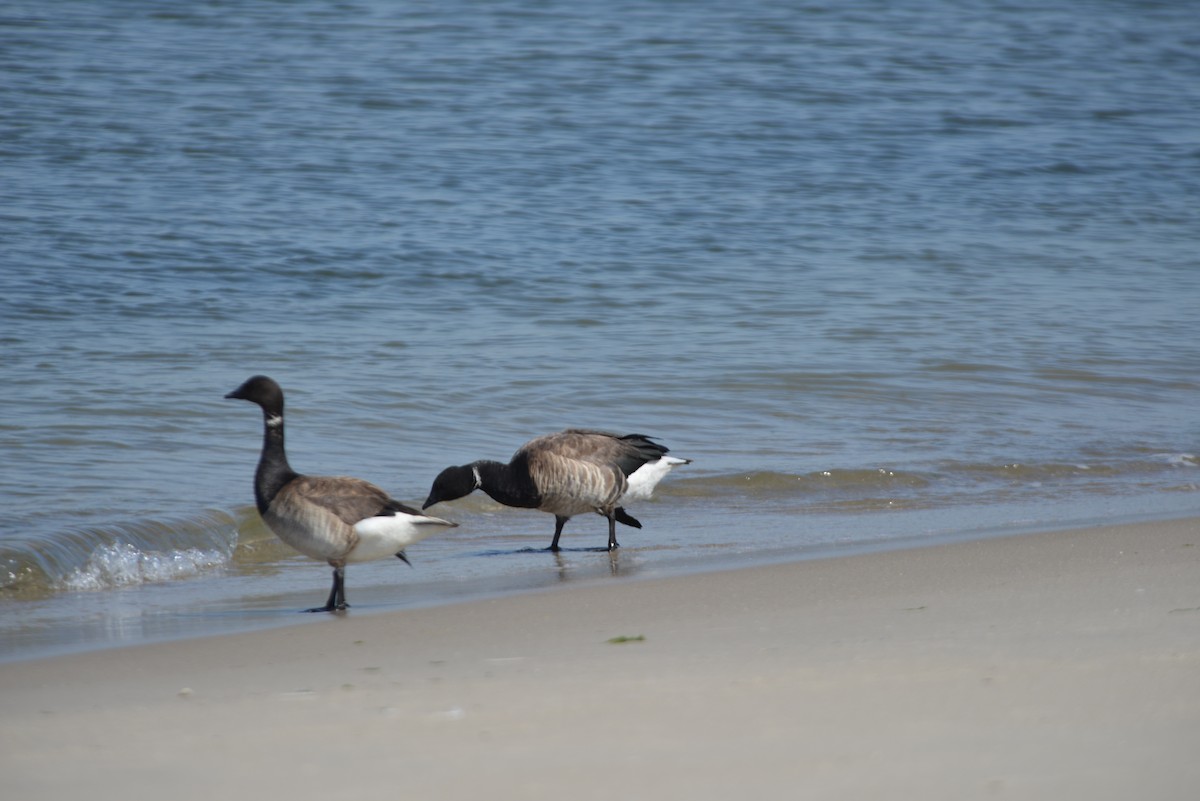 Brant - ML640329735