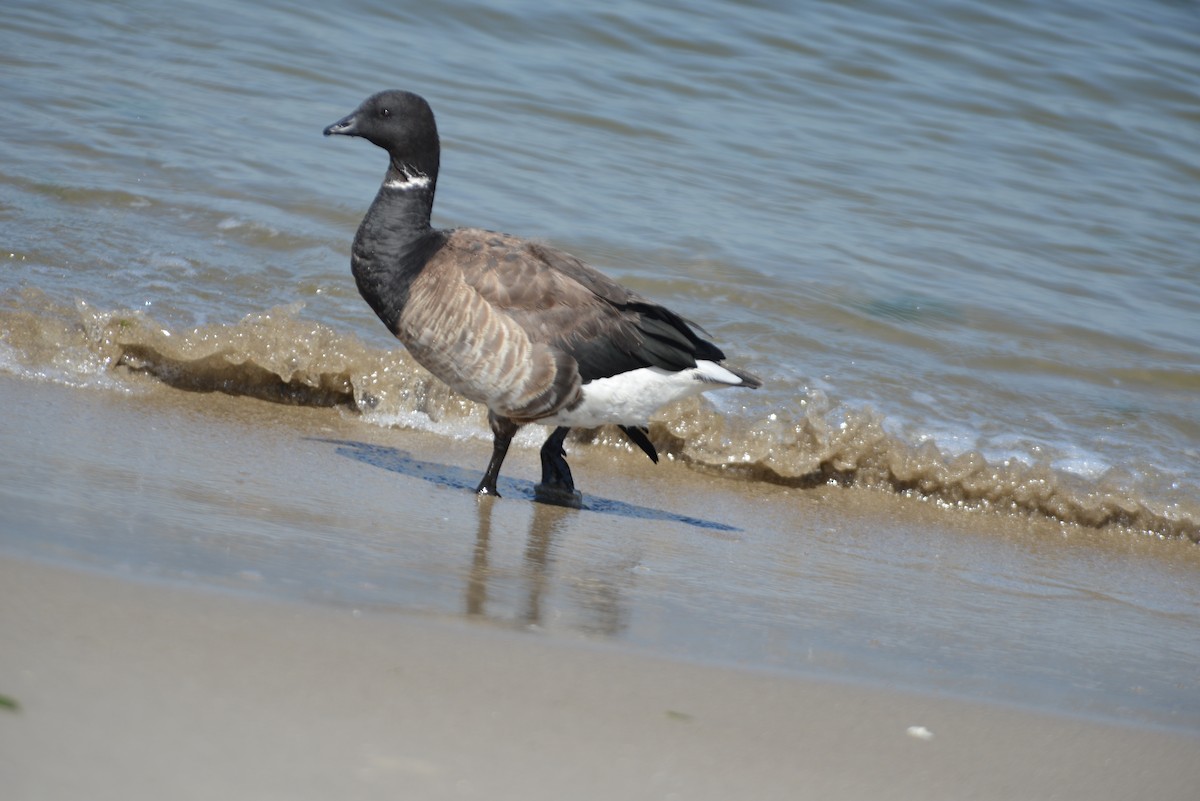 Brant - ML640329736