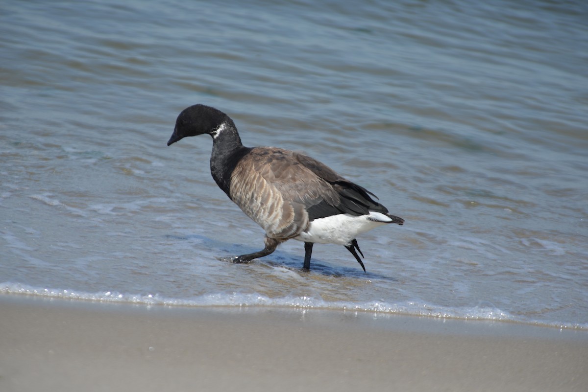Brant - ML640329737