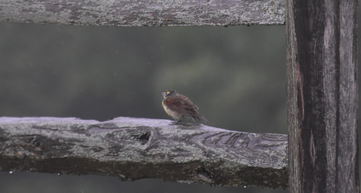 Dickcissel - ML640329747
