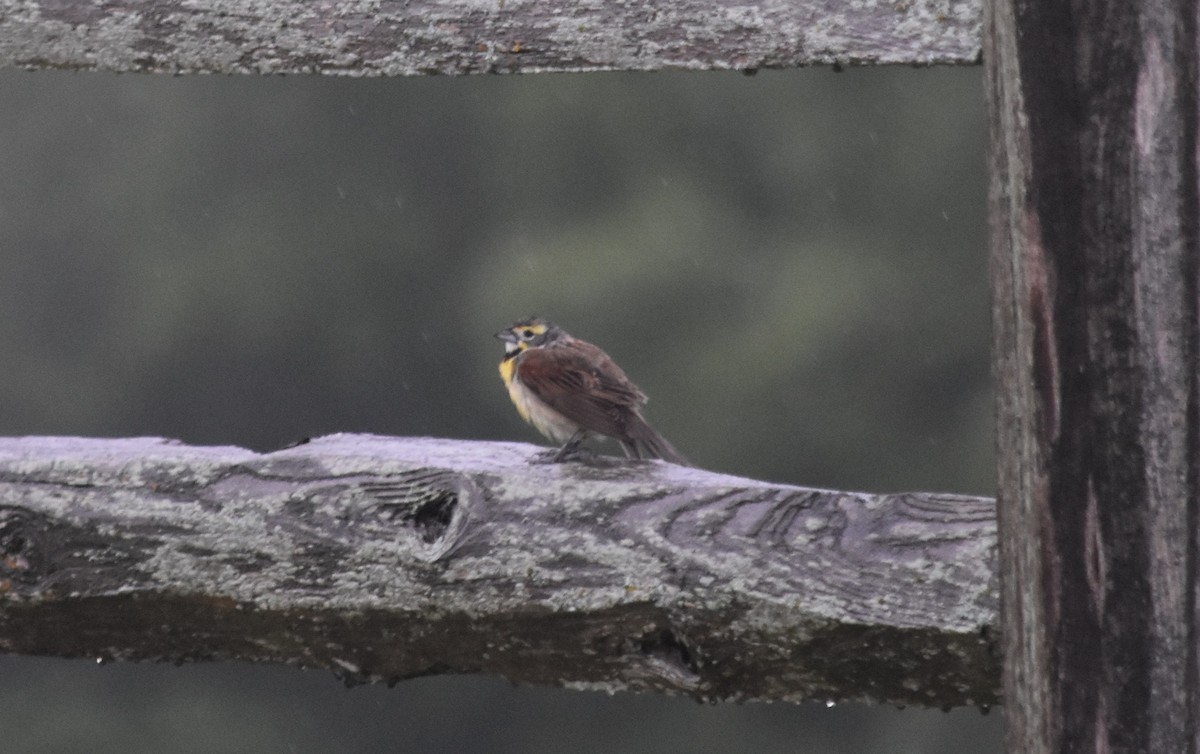Dickcissel - ML640329748