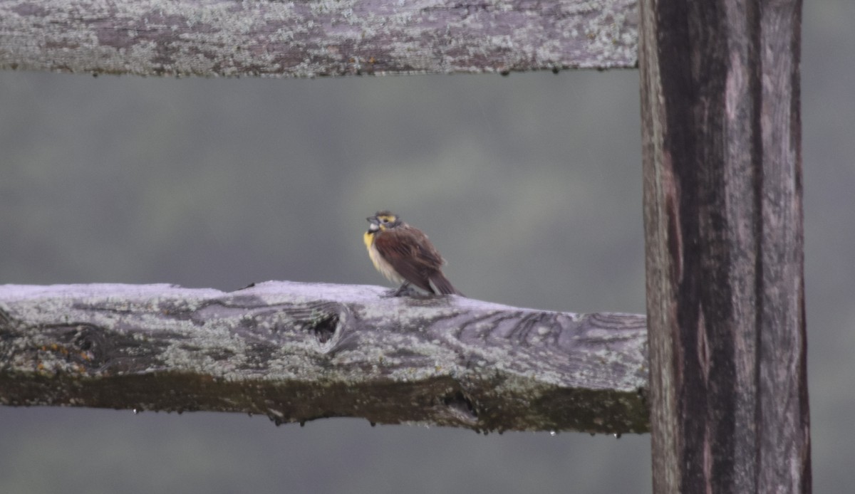 Dickcissel - ML640329749