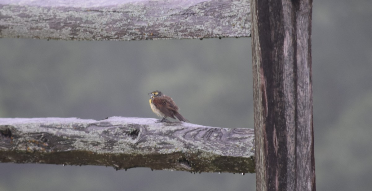 Dickcissel - ML640329750
