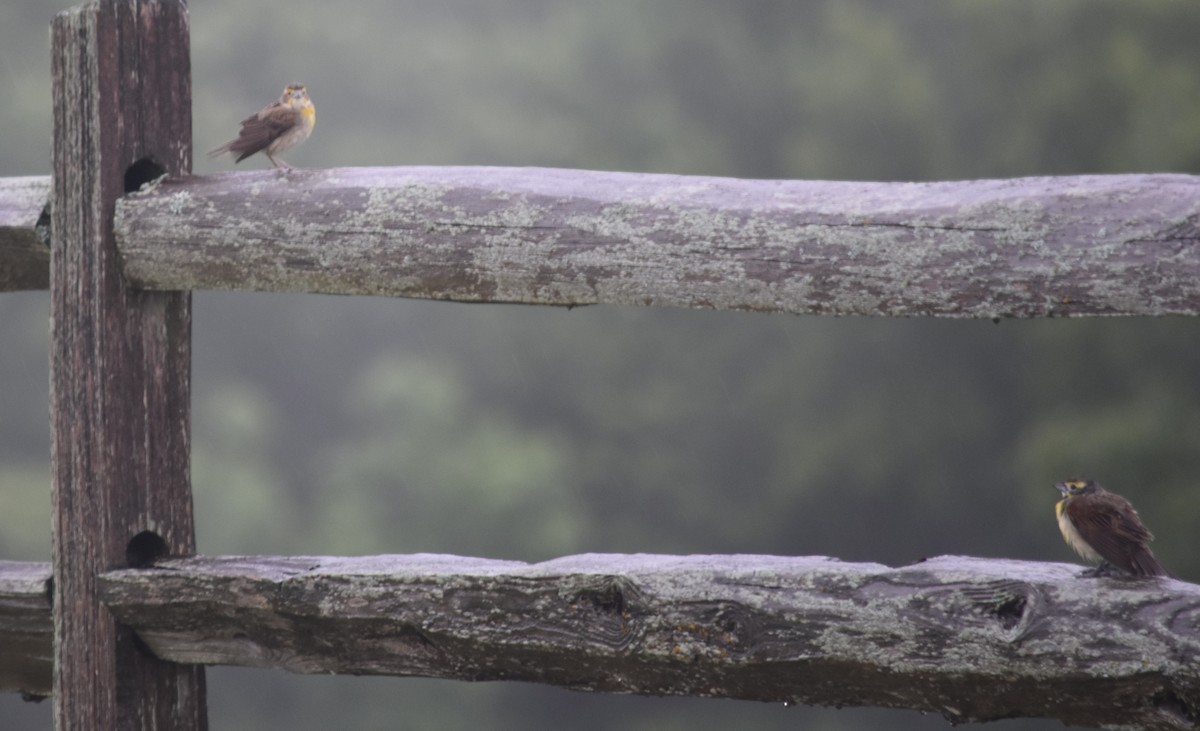 Dickcissel - ML640329751