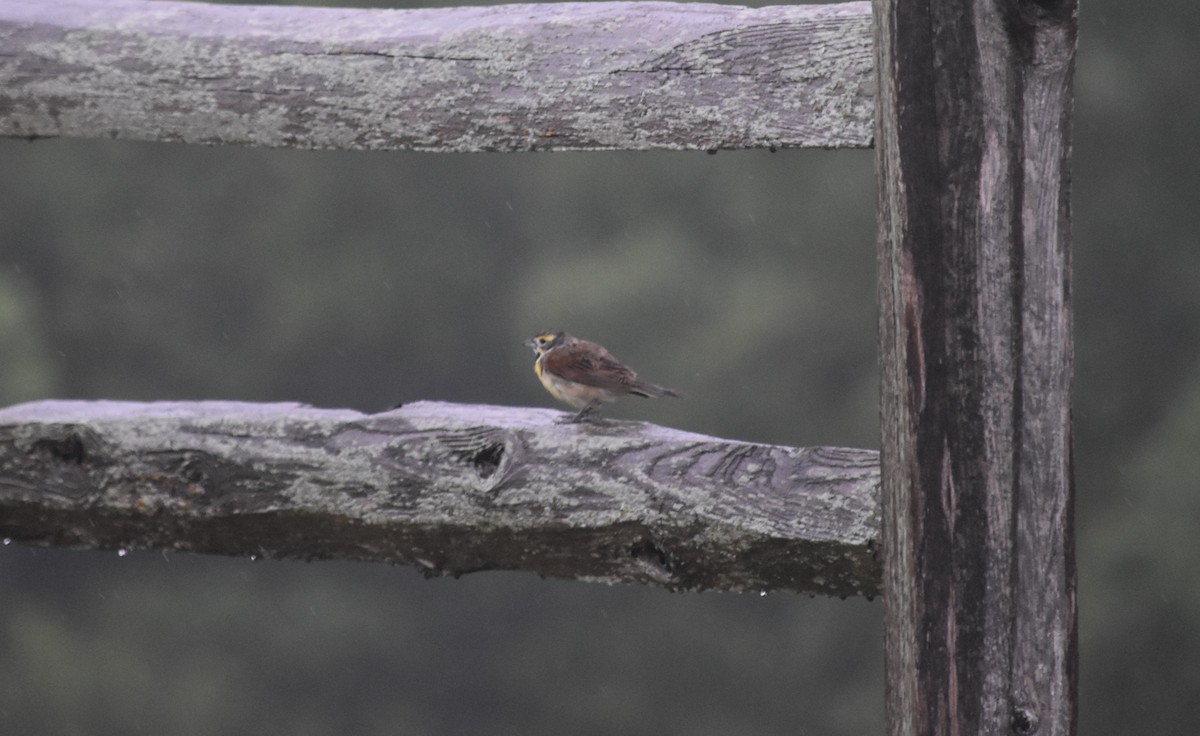 Dickcissel - ML640329752