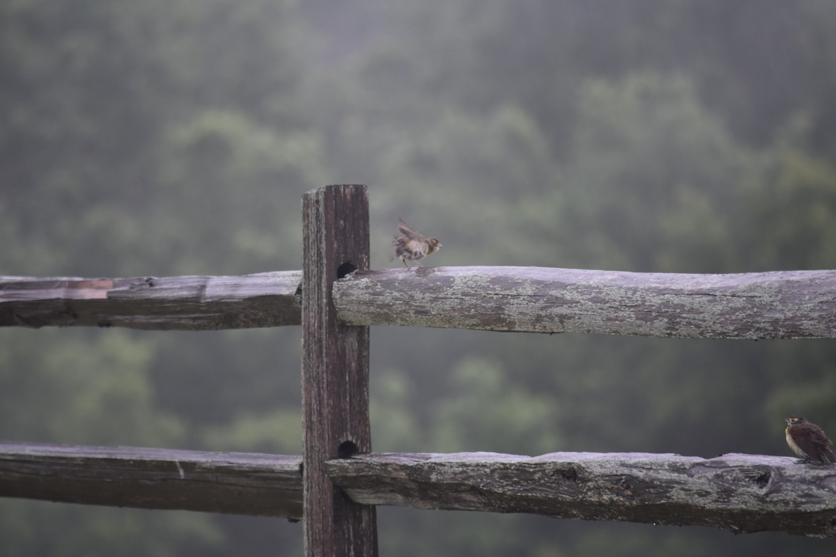 Dickcissel - ML640329753