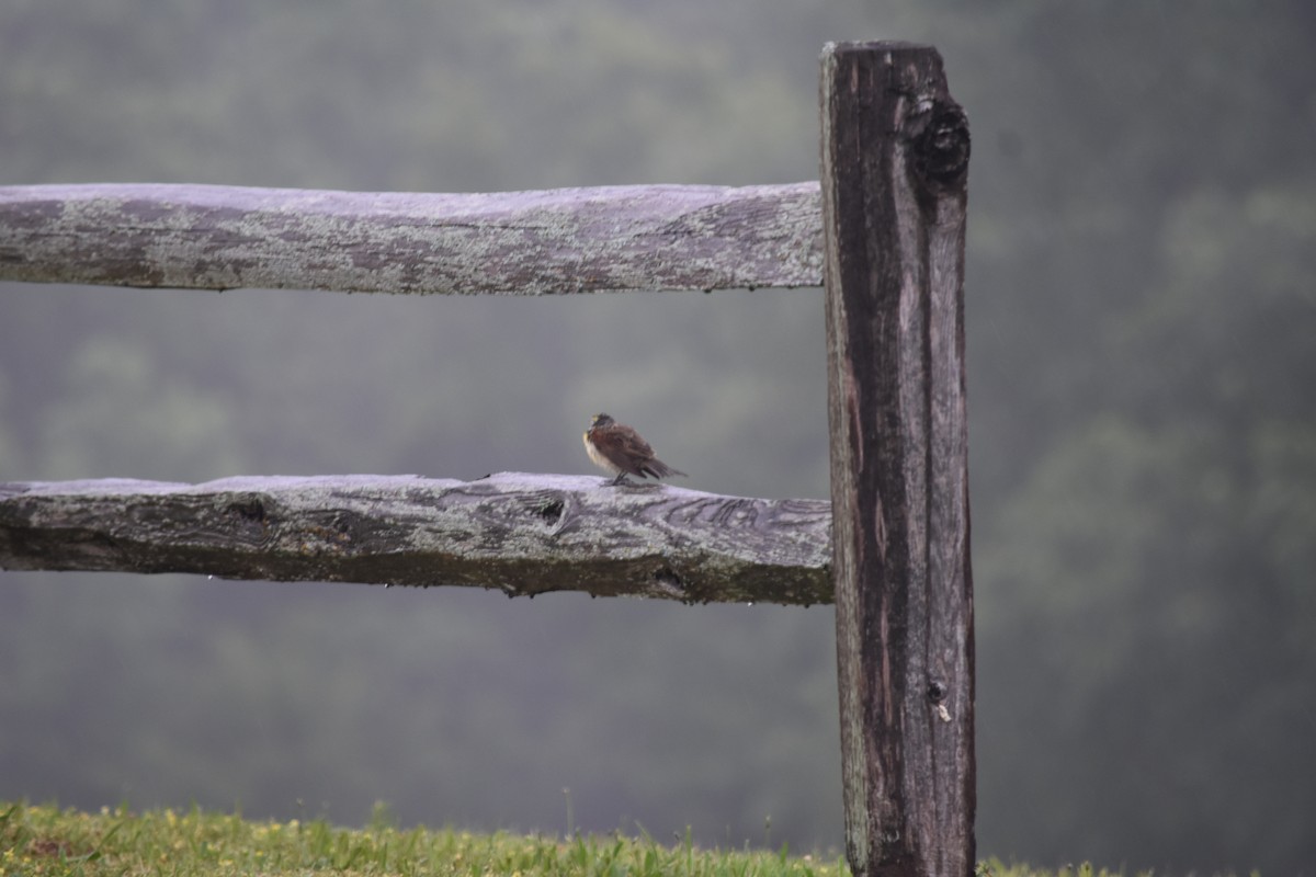Dickcissel - ML640329754