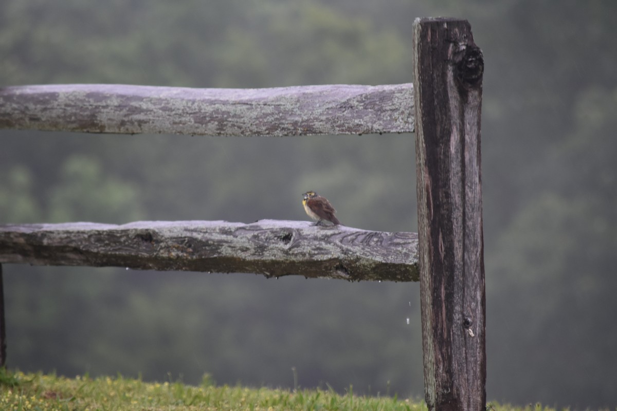 Dickcissel - ML640329755