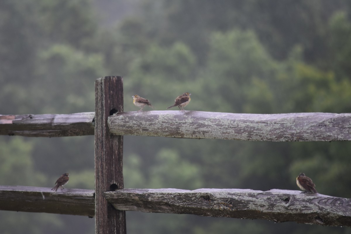 Dickcissel - ML640329756